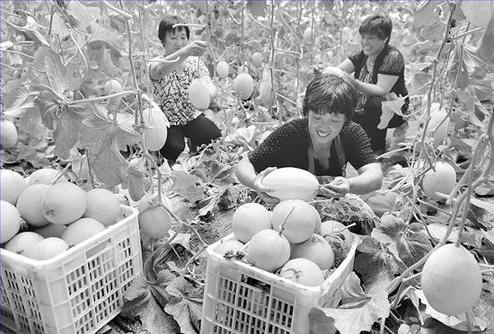 果農(nóng)正在采摘無公害瓜果