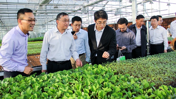 王主任通過手機端查看智能蟲情測報燈蟲情監測圖像及預警數據