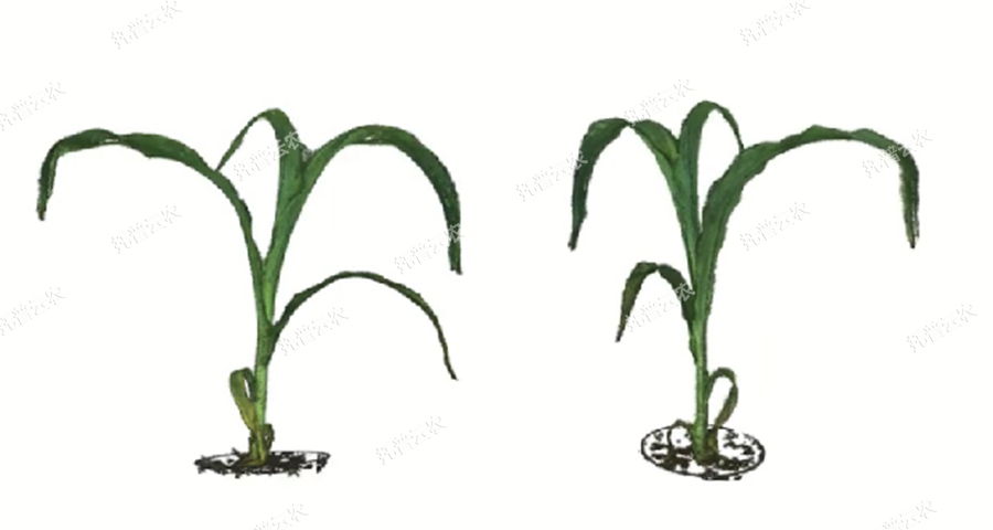 逆境模擬及植物生長監(jiān)測平臺-3維